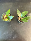 Hoya EPC 301 ‘black leaf’