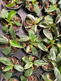 White Wizard Philodendron