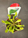 Venus Fly Trap Dome Pot