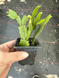 Schlumbergera truncata aka Thanksgiving Cactus 3"