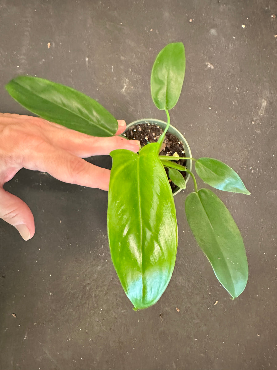philodendron temptation plant Philodendron Bette Waterbury (69686) aka Big Ears – Christine's Tropical & Exotic Plants
