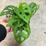 Monstera Adansonii AKA Swiss Cheese Plant