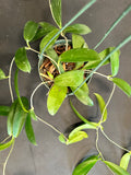 Hoya Black Dragon pubicorolla in a 5” hanging basket