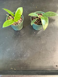 Hoya EPC 301 ‘black leaf’