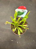 Venus Fly Trap Dome Pot
