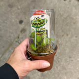 Venus Fly Trap Dome Pot