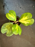 Hoya Kerrii "inner variegated"