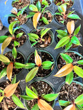 Philodendron Red Sun