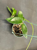 Hoya Diversifolia 5” hanging basket