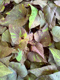 Ipomoea Kelly Ray Sweet Potato Vine