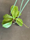 Hoya RB Dick (EPC 196) in a 4” hanging basket