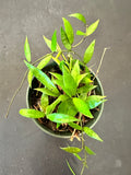 Hoya Lacunosa "Poonsak"