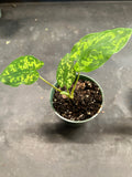 Alocasia 'Hilo Beauty’