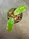 Hoya Globulosa