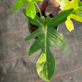 Philodendron Pedatum Variegated