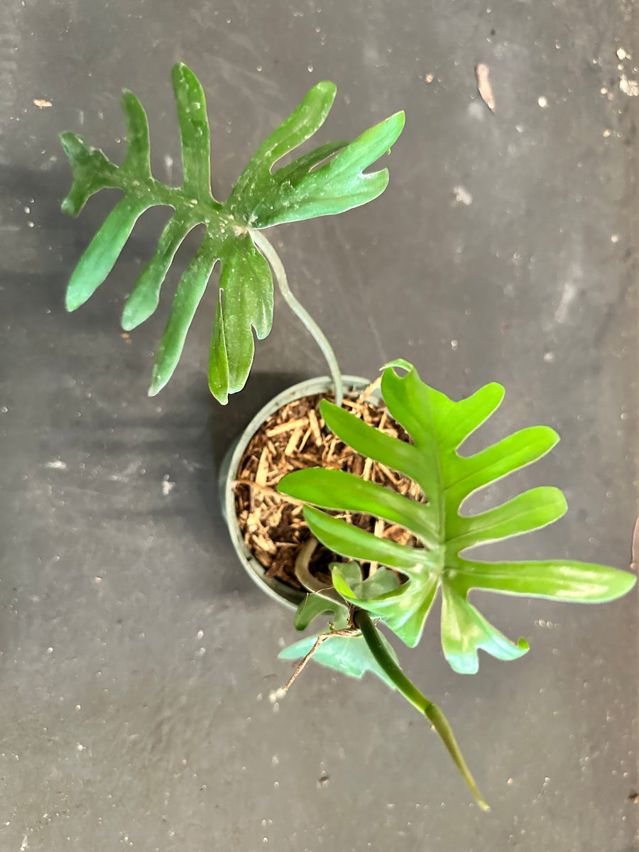 philodendron elegans vs mayoi Philodendron Mayoi – Christine's Tropical & Exotic Plants
