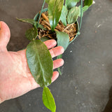 Rhipsalis 'Crispata' Cactus