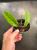 Hoya Skinneriana “Dee’s Big One”