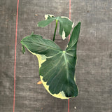 Alocasia ‘Mickey Mouse’ aka Xanthosoma sagittifolium 'Variegatum Monstrom'