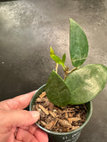 Hoya Pottsii 'Chiang Mai'