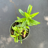 Nematanthus aka Goldfish Plant
