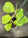 Hoya Kerrii in a hanging basket