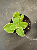 Cuban Oregano Variegated aka Coleus Amboinicus