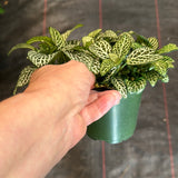 White Fittonia