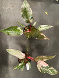 Philodendron Pink Princess