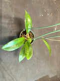 Hoya Estrella Waterfalls sp. (IML 1256) hanging basket