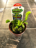 Venus Fly Trap Dome Pot