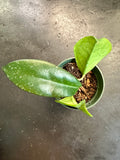 Hoya Skinneriana “Dee’s Big One”