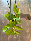 Hoya Icensis aka Patcharawalai 023 hanging basket