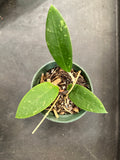 Hoya EPC 301 ‘black leaf’
