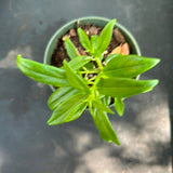 Nematanthus aka Goldfish Plant
