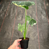 Alocasia ‘Mickey Mouse’ aka Xanthosoma sagittifolium 'Variegatum Monstrom'