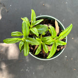 Nematanthus aka Goldfish Plant