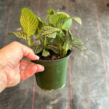 White Fittonia