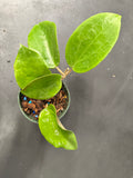 Hoya Surigaoensis
