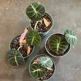 Alocasia ‘Black Velvet’ aka Alocasia 'Reginula'