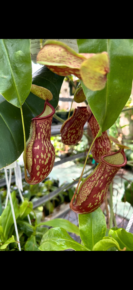 types of hanging pitcher plants Nepenthes Gaya carnivorous pitcher plant in a 4” hanging basket – Christine's Tropical & Exotic Plants