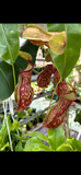 Nepenthes Gaya carnivorous pitcher plant in a 4” hanging basket