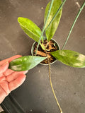 Hoya Estrella Waterfalls sp. (IML 1256) hanging basket
