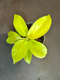 Philodendron ‘Selloum Gold’ aka Warscewiczii ‘Aurea’