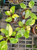 Philodendron Texas Jose Buono