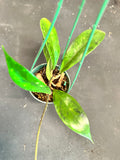 Hoya Estrella Waterfalls sp. (IML 1256) hanging basket