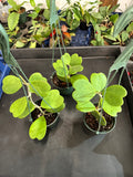 Hoya Kerrii in a hanging basket