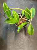 Hoya Arnottiana