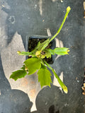 Schlumbergera truncata aka Thanksgiving Cactus 3"