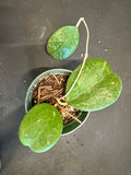 Hoya Michele